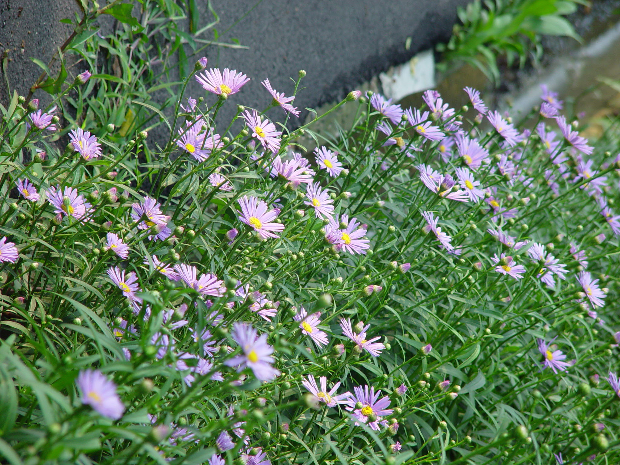 Aster koraiensi